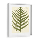 Pequeño Helecho Antiguo Viii - Vision Studio | Cuadro decorativo de Canvas Lab