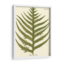 Pequeño Helecho Antiguo Viii - Vision Studio | Cuadro decorativo de Canvas Lab