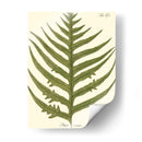 Pequeño Helecho Antiguo Viii - Vision Studio | Cuadro decorativo de Canvas Lab