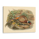 Gould Faasants I - John Gould | Cuadro decorativo de Canvas Lab