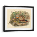 Gould Faasants I - John Gould | Cuadro decorativo de Canvas Lab