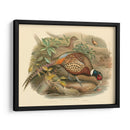 Gould Faasants I - John Gould | Cuadro decorativo de Canvas Lab