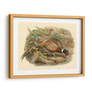 Gould Faasants I - John Gould | Cuadro decorativo de Canvas Lab