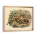 Gould Faasants I - John Gould | Cuadro decorativo de Canvas Lab