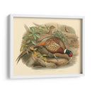 Gould Faasants I - John Gould | Cuadro decorativo de Canvas Lab