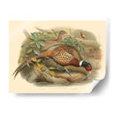 Gould Faasants I - John Gould | Cuadro decorativo de Canvas Lab