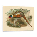 Gould Faasants Ii - John Gould | Cuadro decorativo de Canvas Lab