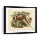Gould Faasants Ii - John Gould | Cuadro decorativo de Canvas Lab