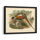 Gould Faasants Ii - John Gould | Cuadro decorativo de Canvas Lab