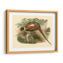 Gould Faasants Ii - John Gould | Cuadro decorativo de Canvas Lab