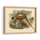 Gould Faasants Ii - John Gould | Cuadro decorativo de Canvas Lab