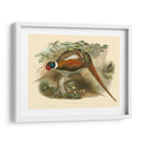 Gould Faasants Ii - John Gould | Cuadro decorativo de Canvas Lab