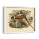 Gould Faasants Ii - John Gould | Cuadro decorativo de Canvas Lab