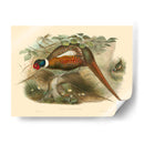 Gould Faasants Ii - John Gould | Cuadro decorativo de Canvas Lab