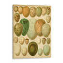 Huevos De Aves Vintage Ii - Meyers | Cuadro decorativo de Canvas Lab