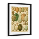 Huevos De Aves Vintage Ii - Meyers | Cuadro decorativo de Canvas Lab