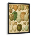 Huevos De Aves Vintage Ii - Meyers | Cuadro decorativo de Canvas Lab