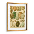 Huevos De Aves Vintage Ii - Meyers | Cuadro decorativo de Canvas Lab