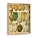 Huevos De Aves Vintage Ii - Meyers | Cuadro decorativo de Canvas Lab