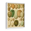 Huevos De Aves Vintage Ii - Meyers | Cuadro decorativo de Canvas Lab