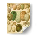 Huevos De Aves Vintage Ii - Meyers | Cuadro decorativo de Canvas Lab