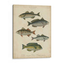 Ictiología No Adornada Iii - Abraham Rees | Cuadro decorativo de Canvas Lab