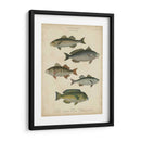 Ictiología No Adornada Iii - Abraham Rees | Cuadro decorativo de Canvas Lab