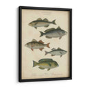 Ictiología No Adornada Iii - Abraham Rees | Cuadro decorativo de Canvas Lab