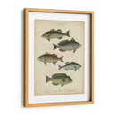 Ictiología No Adornada Iii - Abraham Rees | Cuadro decorativo de Canvas Lab