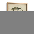 Ictiología No Adornada Iii - Abraham Rees | Cuadro decorativo de Canvas Lab