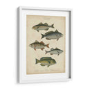 Ictiología No Adornada Iii - Abraham Rees | Cuadro decorativo de Canvas Lab