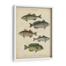 Ictiología No Adornada Iii - Abraham Rees | Cuadro decorativo de Canvas Lab