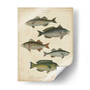 Ictiología No Adornada Iii - Abraham Rees | Cuadro decorativo de Canvas Lab