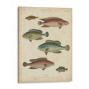 Ictiología No Adornada I - Abraham Rees | Cuadro decorativo de Canvas Lab