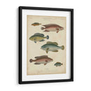 Ictiología No Adornada I - Abraham Rees | Cuadro decorativo de Canvas Lab