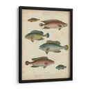 Ictiología No Adornada I - Abraham Rees | Cuadro decorativo de Canvas Lab