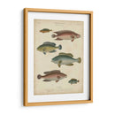 Ictiología No Adornada I - Abraham Rees | Cuadro decorativo de Canvas Lab