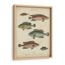 Ictiología No Adornada I - Abraham Rees | Cuadro decorativo de Canvas Lab