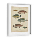 Ictiología No Adornada I - Abraham Rees | Cuadro decorativo de Canvas Lab