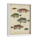 Ictiología No Adornada I - Abraham Rees | Cuadro decorativo de Canvas Lab