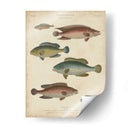 Ictiología No Adornada I - Abraham Rees | Cuadro decorativo de Canvas Lab