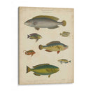 Ictiología No Adornada Ii - Abraham Rees | Cuadro decorativo de Canvas Lab