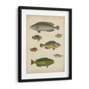 Ictiología No Adornada Ii - Abraham Rees | Cuadro decorativo de Canvas Lab