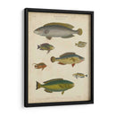Ictiología No Adornada Ii - Abraham Rees | Cuadro decorativo de Canvas Lab