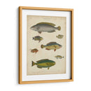 Ictiología No Adornada Ii - Abraham Rees | Cuadro decorativo de Canvas Lab