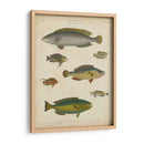 Ictiología No Adornada Ii - Abraham Rees | Cuadro decorativo de Canvas Lab