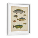 Ictiología No Adornada Ii - Abraham Rees | Cuadro decorativo de Canvas Lab