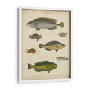 Ictiología No Adornada Ii - Abraham Rees | Cuadro decorativo de Canvas Lab