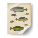 Ictiología No Adornada Ii - Abraham Rees | Cuadro decorativo de Canvas Lab