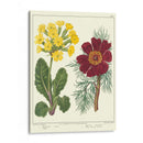 Jardineros Deleite Ii - Sydenham Edwards | Cuadro decorativo de Canvas Lab